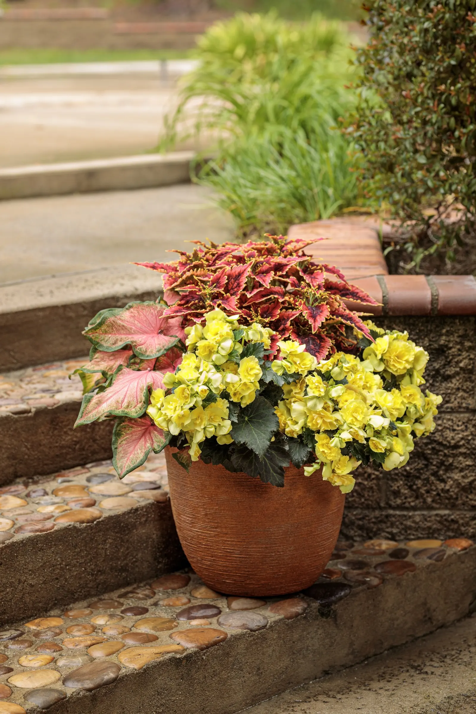 Chinook Sun or Shade Caladium (Caladium hortulanum) — where its glowing foliage can lift both leafy combinations and flowering annuals