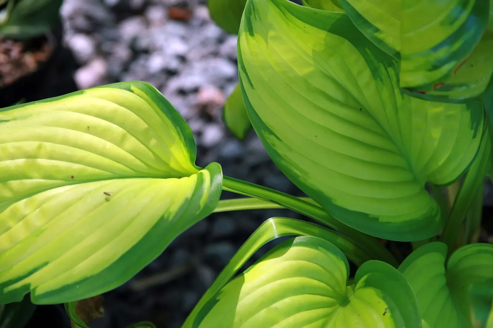 Stained Glass Hosta (Hosta 'Stained Glass') — The Stained Glass Hosta (Hosta 'Stained Glass') is an herbaceous perennial prized for its vivid foliage