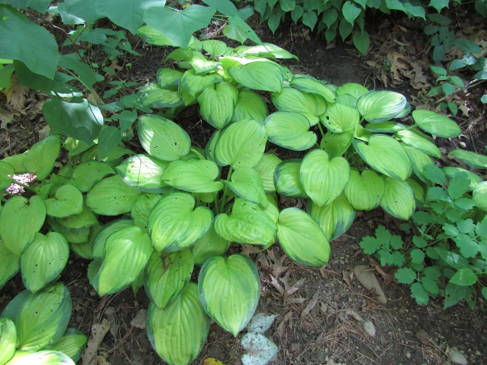 Stained Glass Hosta (Hosta 'Stained Glass') — This variety boasts a 15-inch height and spreads up to 36 inches wide, creating an eye-catching, low mound