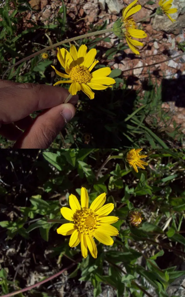 Zexmenia (Zexmenia Hispida) — attracting butterflies and pollinators
