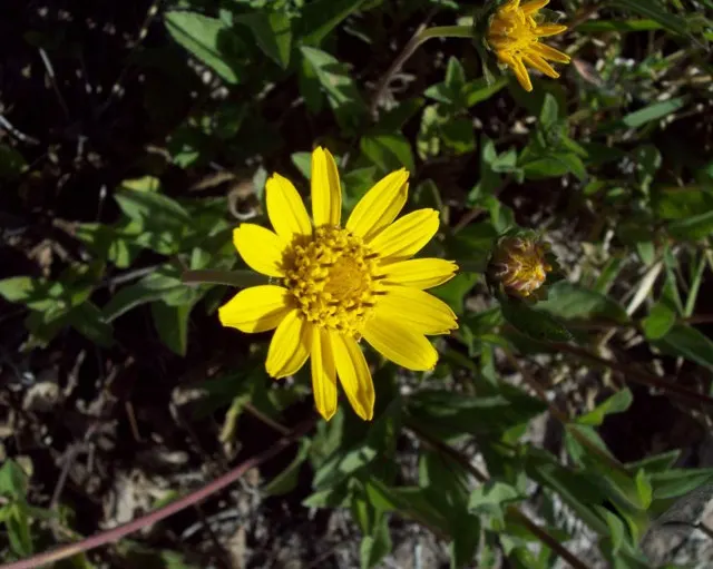 Zexmenia (Zexmenia Hispida) — Typically growing to 1-2 feet tall and wide