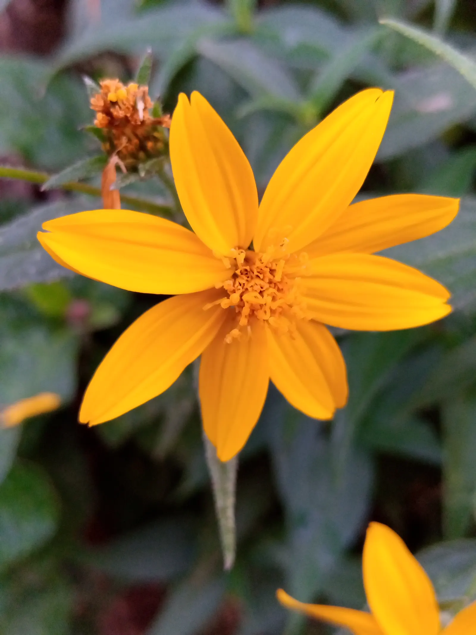 Zexmenia (Zexmenia Hispida) — which adds a tactile quality to garden designs