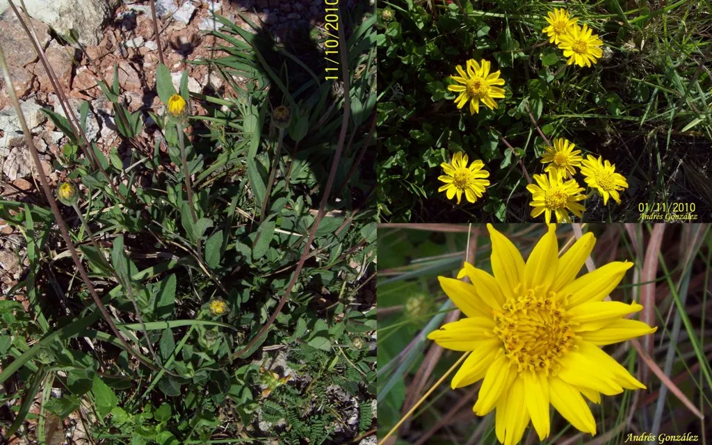 Zexmenia (Zexmenia Hispida) — Ideal for xeriscaping or as a border specimen, it adds both color and resilience to the landscape