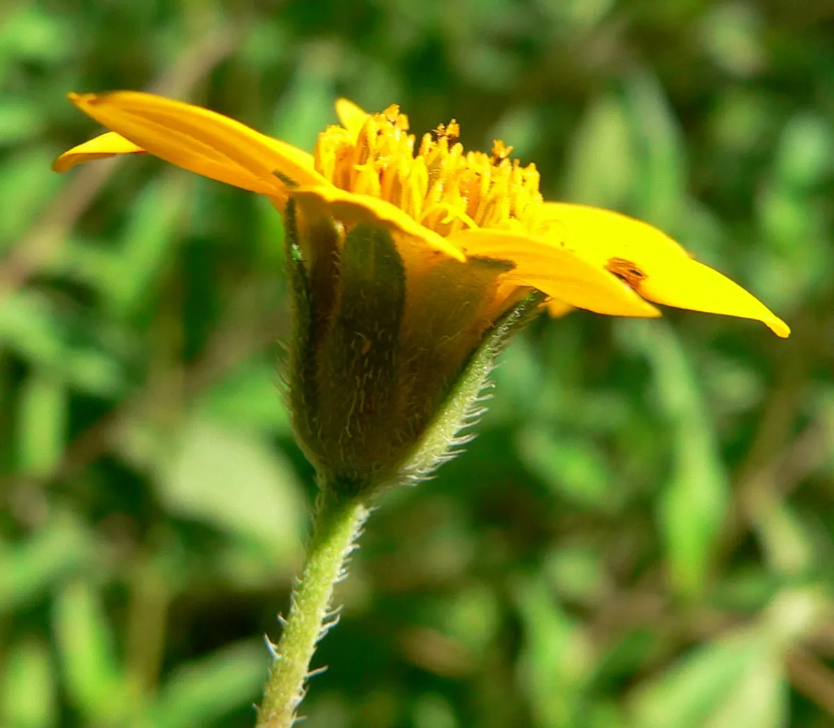 Zexmenia (Zexmenia Hispida) — From late spring to early fall