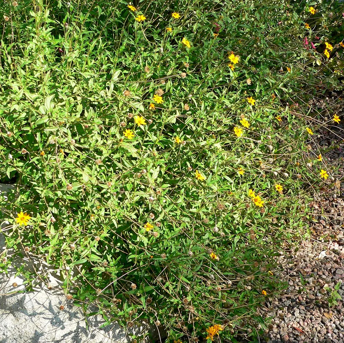 Zexmenia (Zexmenia Hispida) — is a resilient flowering perennial native to Texas and Mexico
