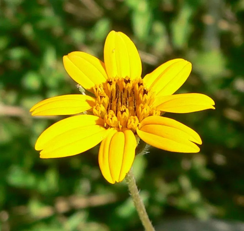 Zexmenia (Zexmenia Hispida) — Native to the southern US and Mexico, it thrives in well-drained soils and full sun