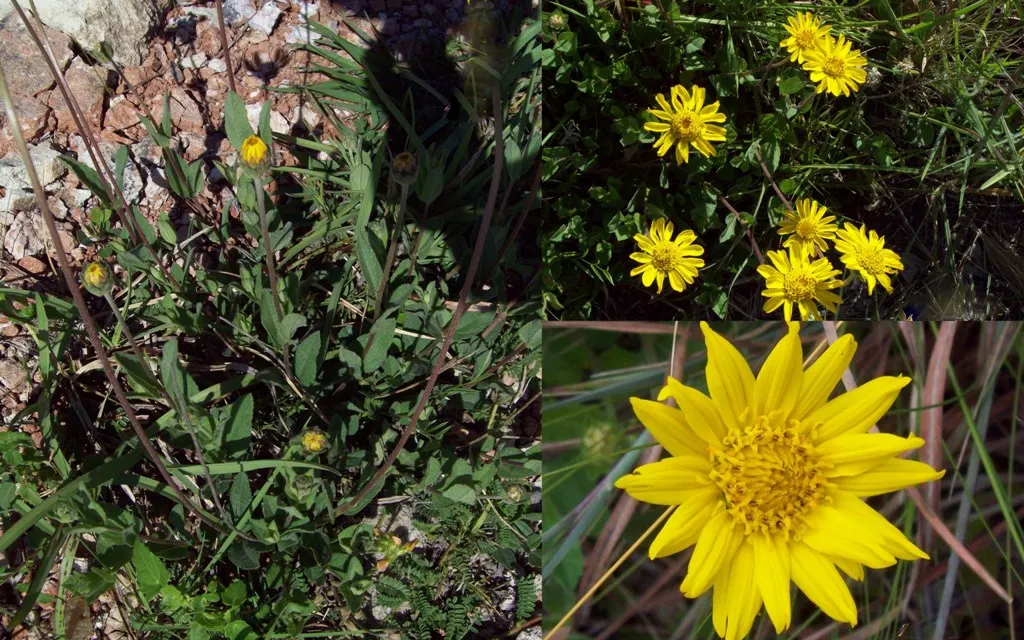 Zexmenia (Zexmenia Hispida) — this hardy plant blooms from late spring to early fall