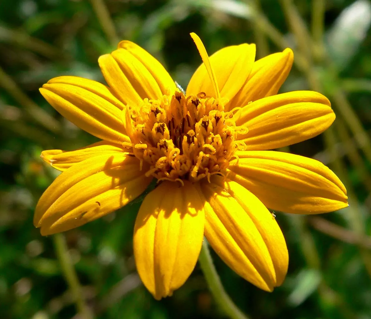 Zexmenia (Zexmenia Hispida) — commonly referred to as Zexmenia or Orange Zexmenia