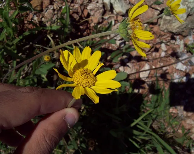 Zexmenia (Zexmenia Hispida) — The leaves are lance-shaped with a deep green hue that can provide a rich backdrop to the vibrant flowers