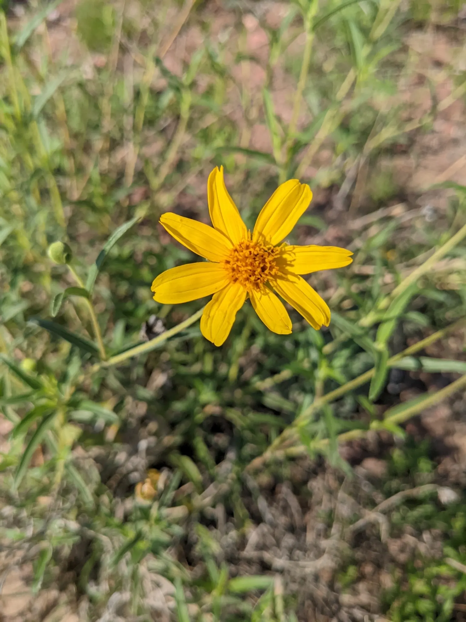 Zexmenia (Zexmenia Hispida) — forming a compact mound of foliage