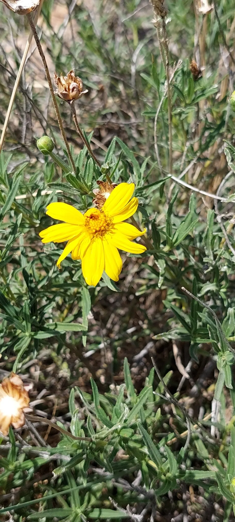 Zexmenia (Zexmenia Hispida) — commonly known as Zexmenia