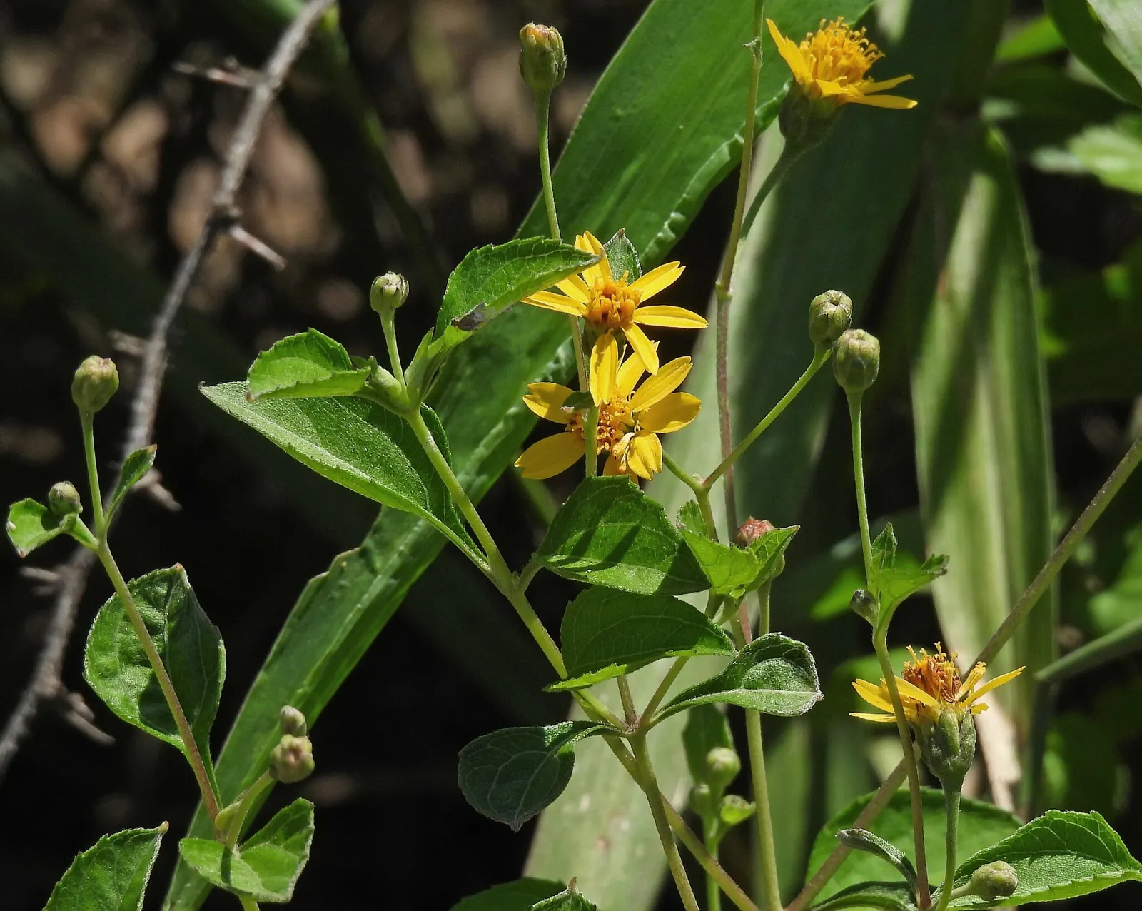 Zexmenia (Zexmenia Hispida) — Zexmenia typically reaches a height and spread of 1 to 2 feet