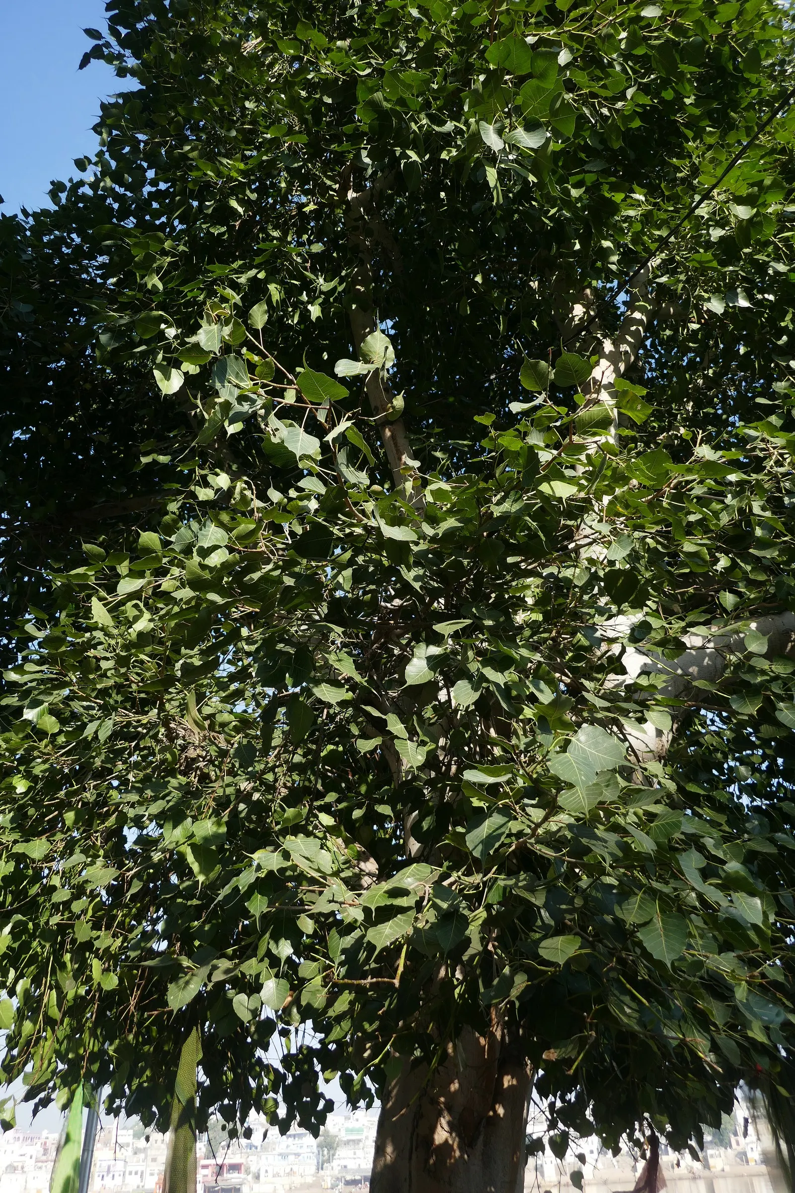 Bodhi Tree (Ficus Religiosa) — is recognized for its distinct heart-shaped leaves; with a USDA hardiness zone classification of 10-12