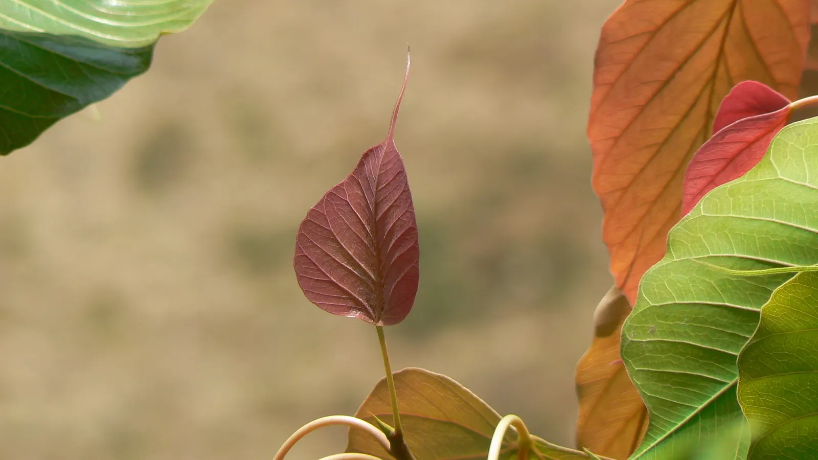 Bodhi Tree (Ficus Religiosa) — The Bodhi Tree produces small figs, but they are generally not considered an edible commodity; grey bark and angular, image 81