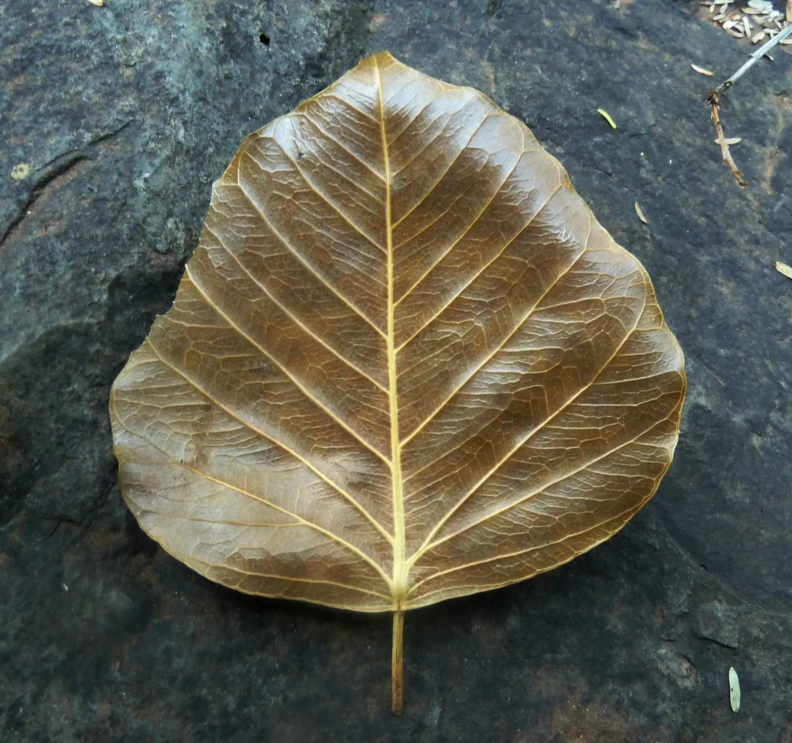 Bodhi Tree (Ficus Religiosa) — The tree can mature to a grand stature; native to the Indian subcontinent, image 77