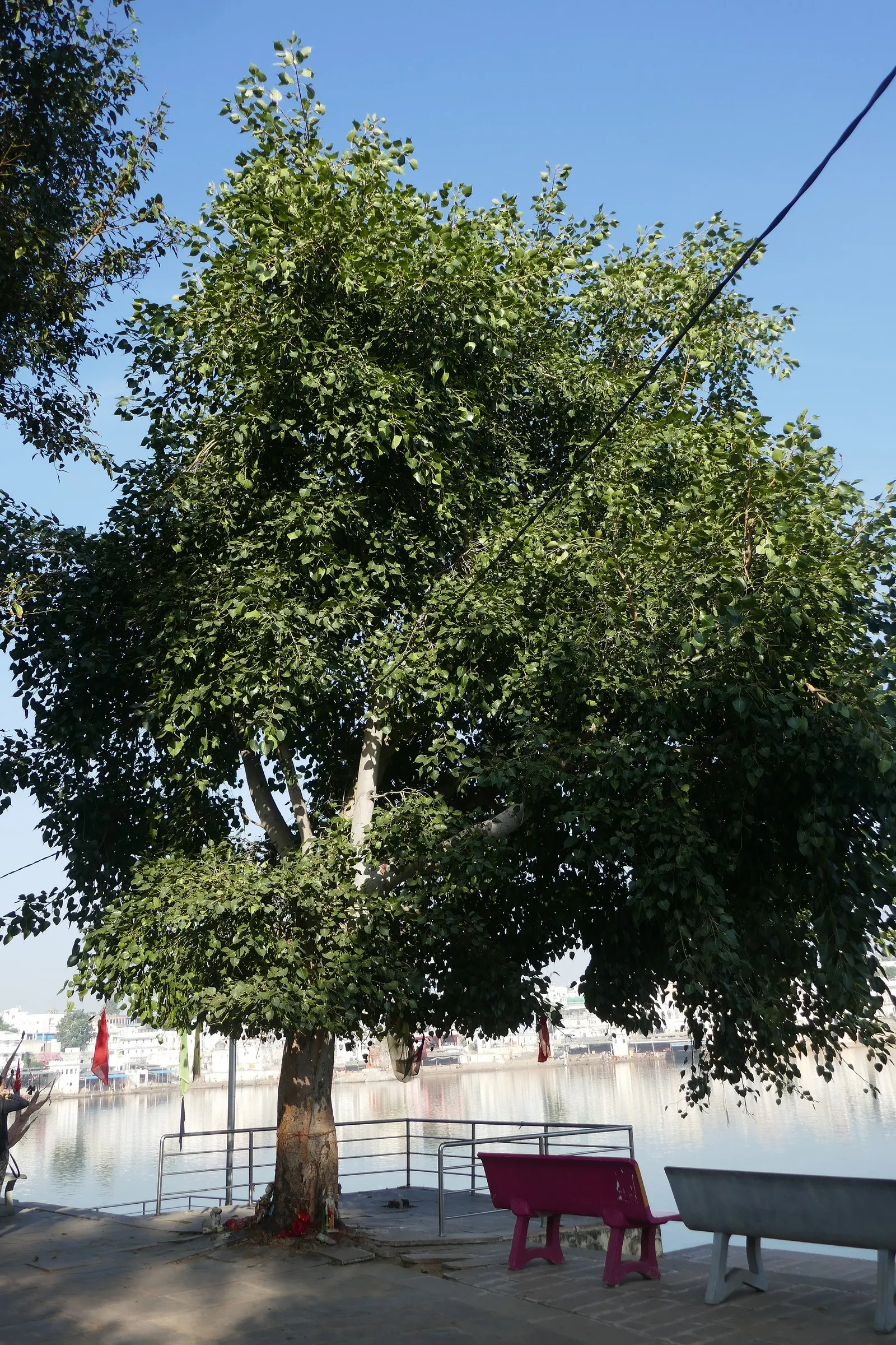 Bodhi Tree (Ficus Religiosa) — With a USDA hardiness zone classification of 10-12