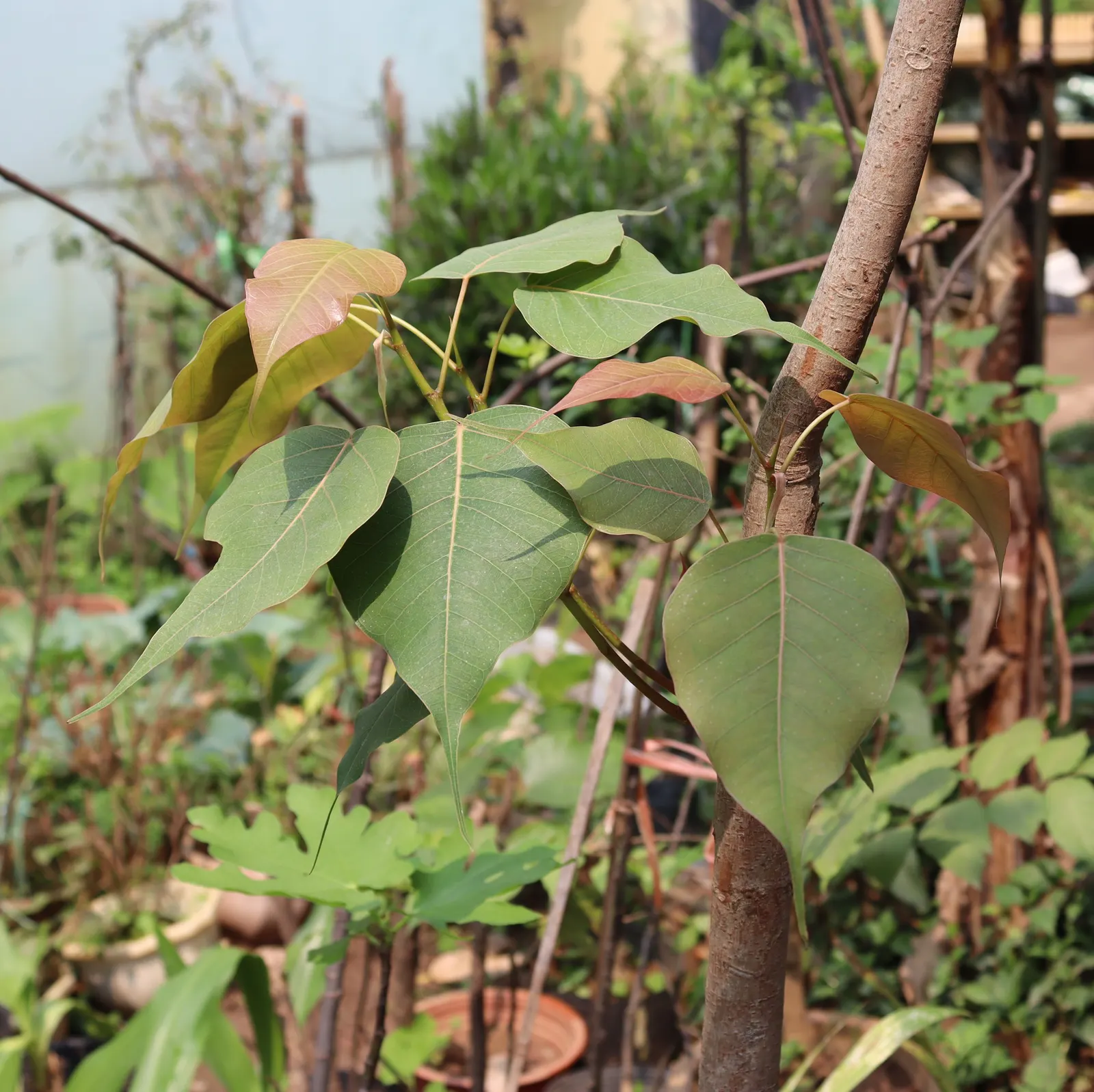 Bodhi Tree (Ficus Religiosa) — is recognized for its distinct heart-shaped leaves; with a USDA hardiness zone classification of 10-12, image 53