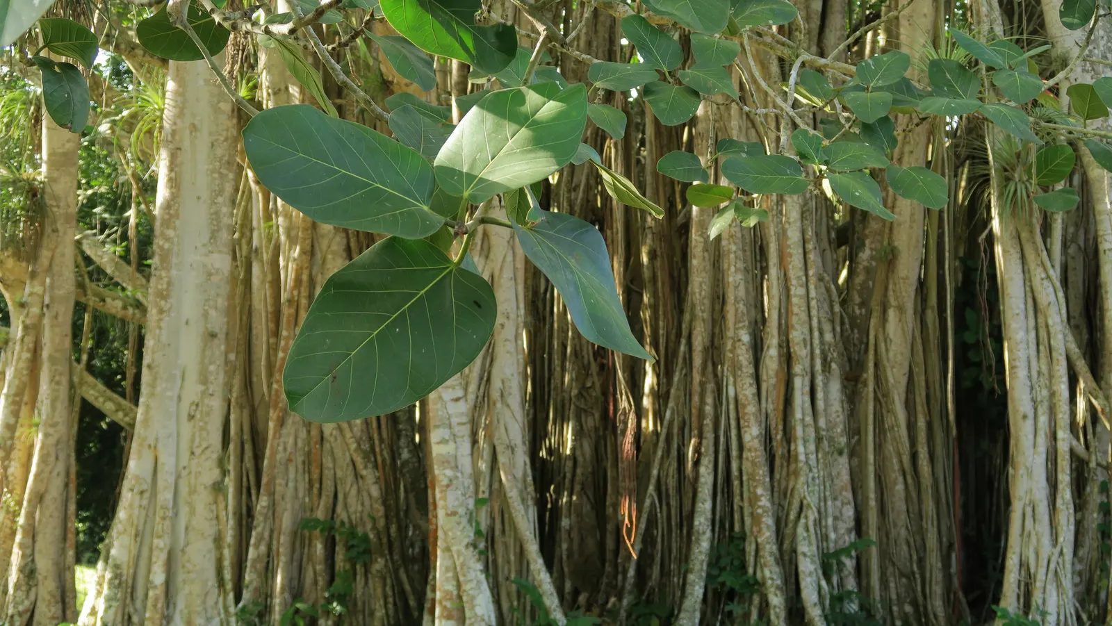 Bodhi Tree (Ficus Religiosa) — The tree can mature to a grand stature