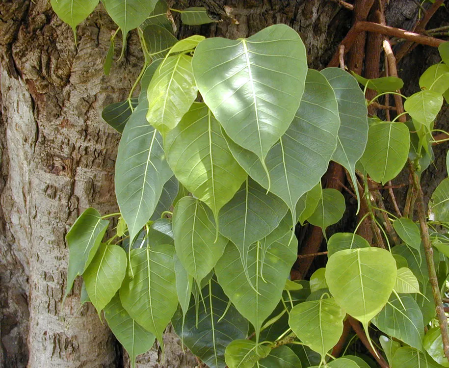Bodhi Tree (Ficus Religiosa) — is a significant species both horticulturally and culturally; the Bodhi Tree is often planted as a focal point due, image 94