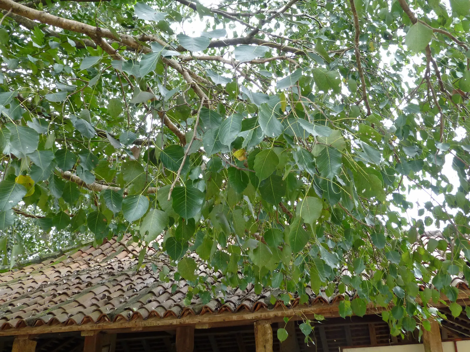 Bodhi Tree (Ficus Religiosa) — The tree can mature to a grand stature; native to the Indian subcontinent