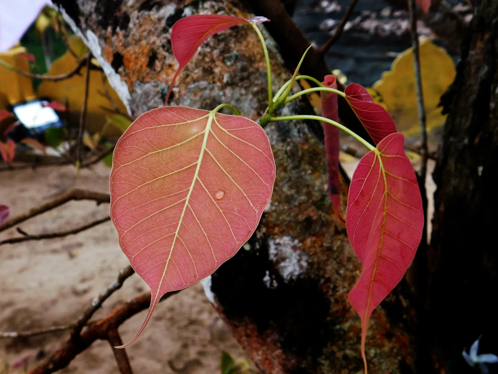 Bodhi Tree (Ficus Religiosa) — native to the Indian subcontinent; is recognized for its distinct heart-shaped leaves