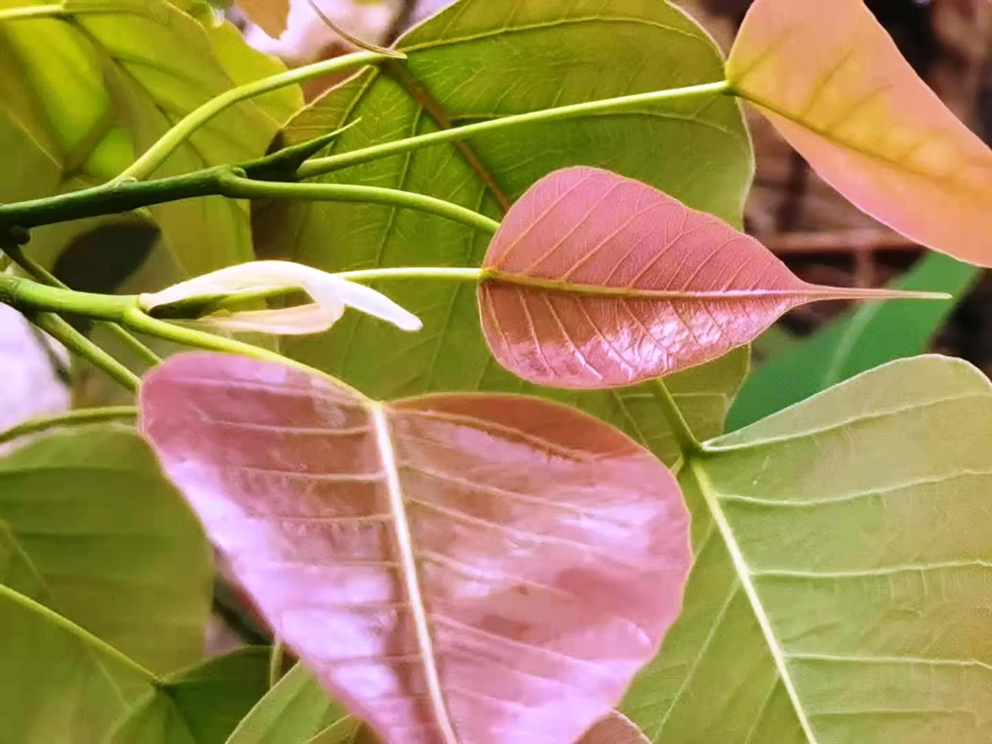 Bodhi Tree (Ficus Religiosa) — is recognized for its distinct heart-shaped leaves; with a USDA hardiness zone classification of 10-12, image 75