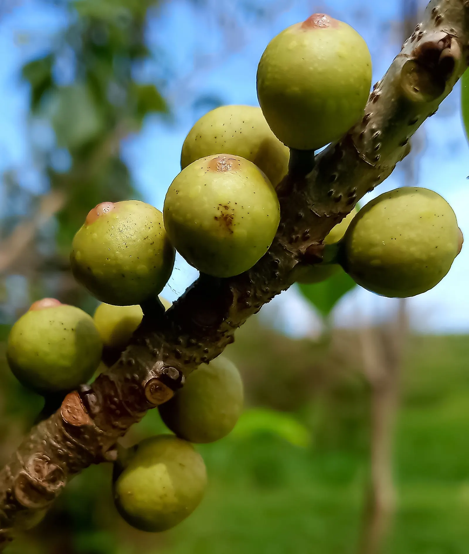 Bodhi Tree (Ficus Religiosa) — but established trees demonstrate moderate drought tolerance