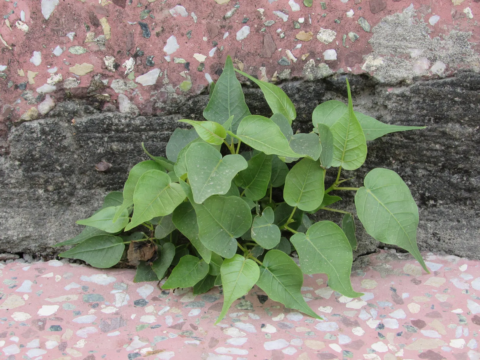 Bodhi Tree (Ficus Religiosa) — the Bodhi Tree is often planted as a focal point due to its historical and aesthetic appeal; is a significant species both