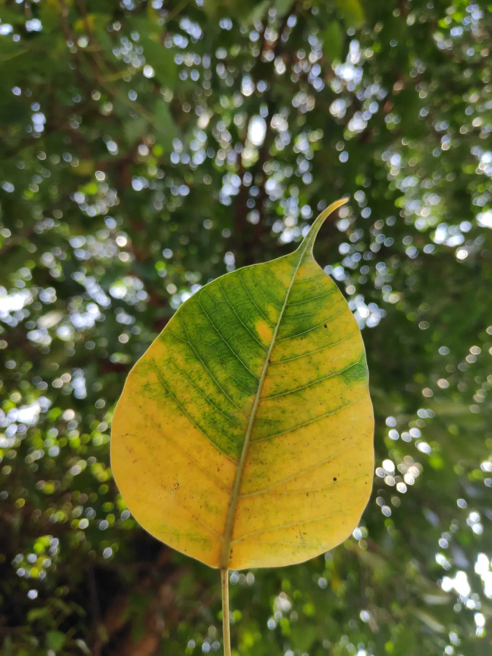 Bodhi Tree (Ficus Religiosa) — the Bodhi Tree is often planted as a focal point due to its historical and aesthetic appeal; is a significant, image 61