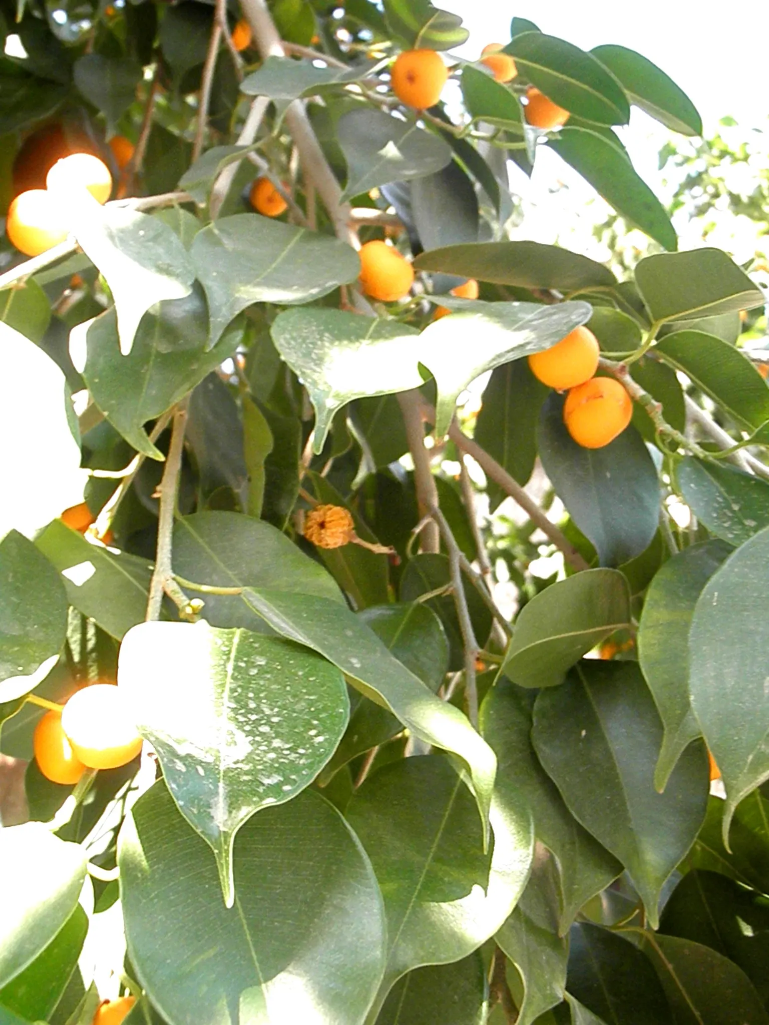Bodhi Tree (Ficus Religiosa) — which feature an extended drip tip and are typically 4 to 6 inches long; is a revered and hardy deciduous species, image 54
