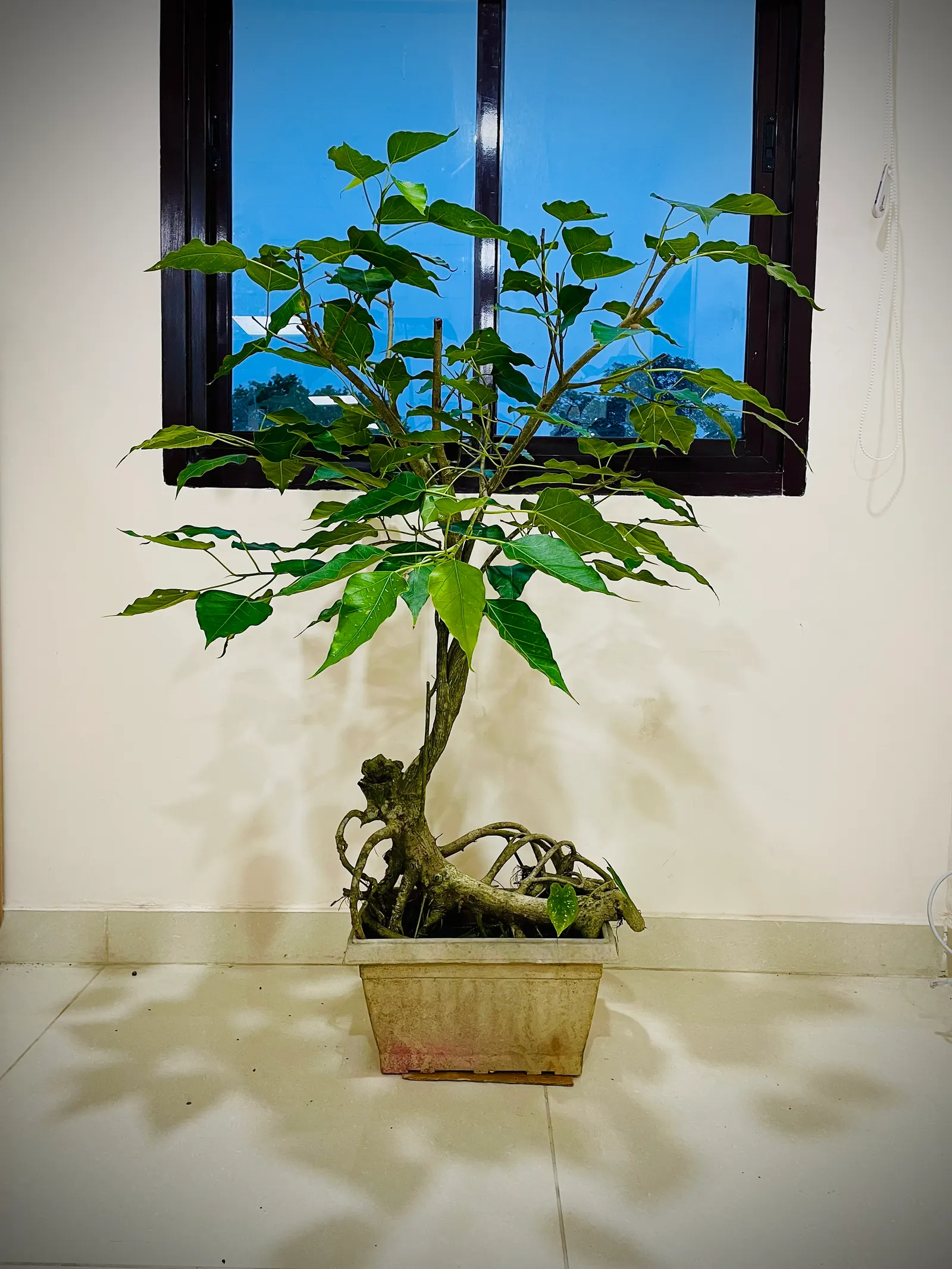 Bodhi Tree (Ficus Religiosa) — native to the Indian subcontinent; is recognized for its distinct heart-shaped leaves, image 52