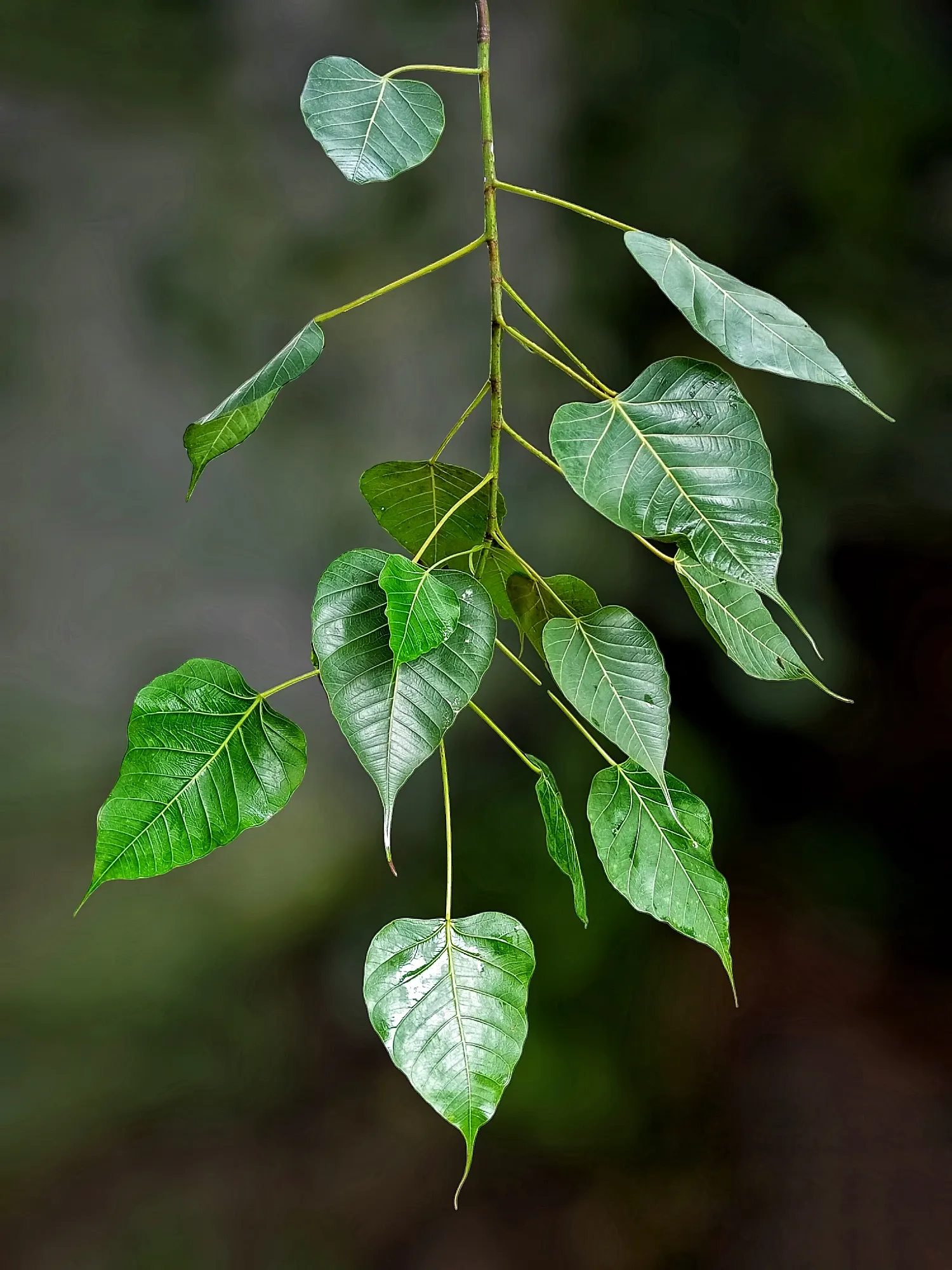 Bodhi Tree (Ficus Religiosa) — or contemplative landscapes
