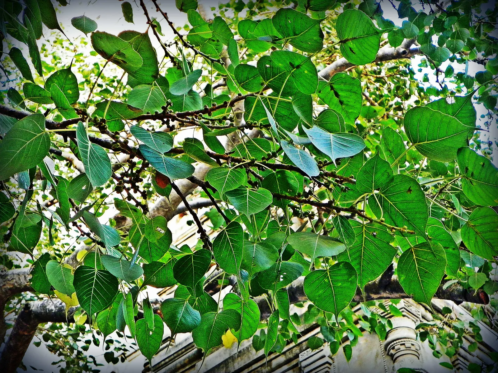 Bodhi Tree (Ficus Religiosa) — but established trees demonstrate moderate drought tolerance; when planning the placement of a Bodhi Tree, image 85