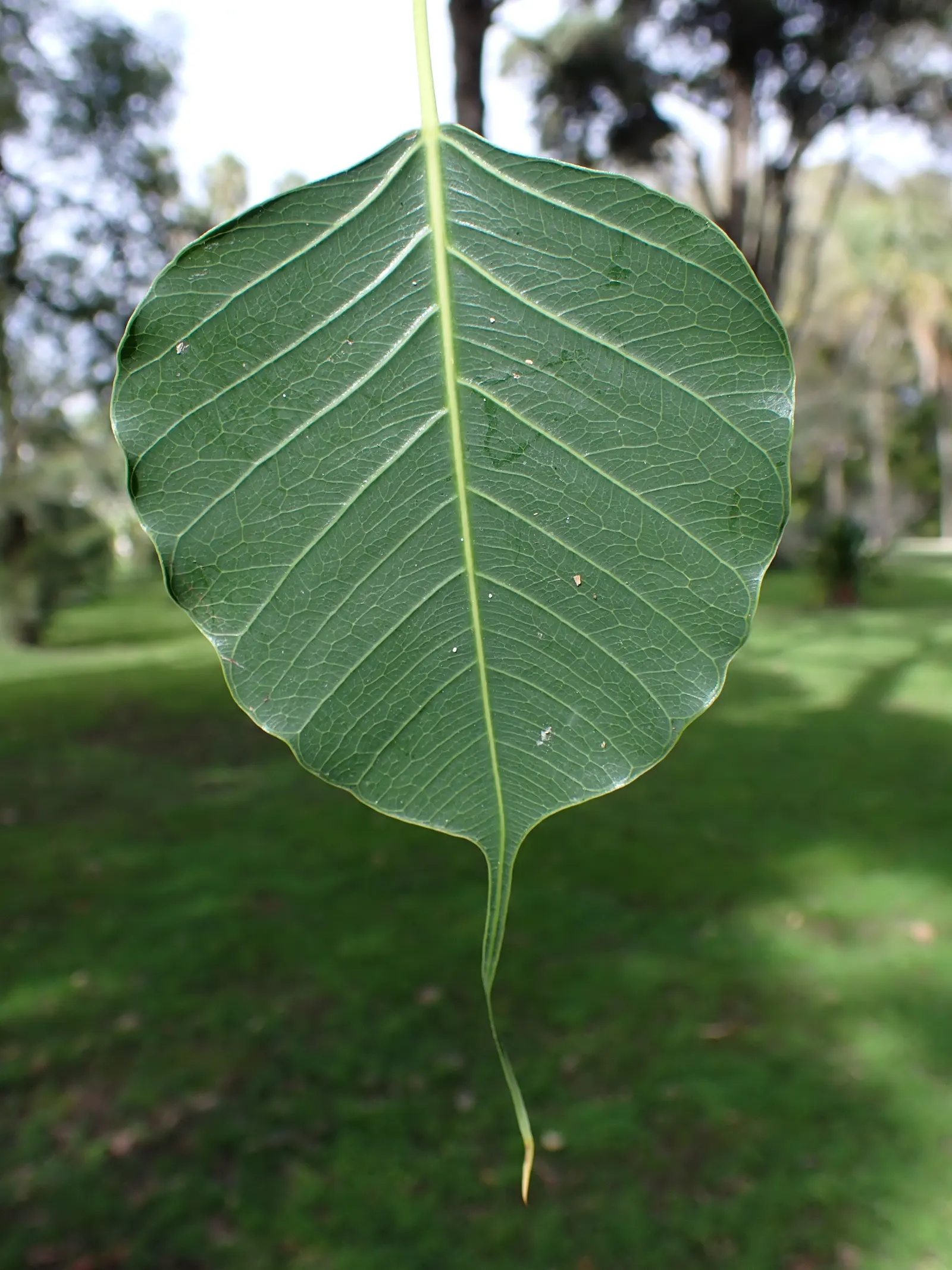 Bodhi Tree (Ficus Religiosa) — shaded area beneath.<br><br>Its smooth; tree for full or half