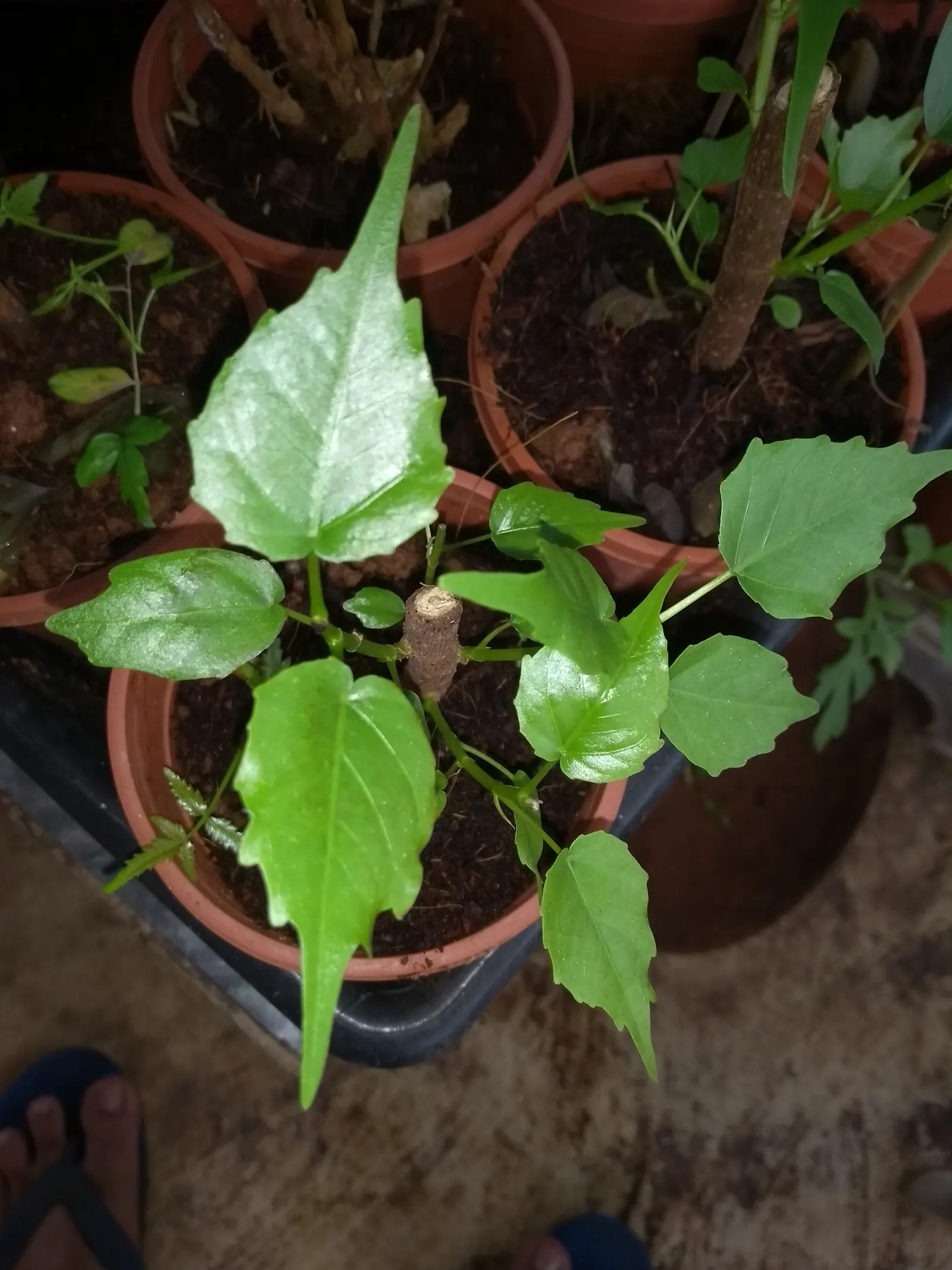 Bodhi Tree (Ficus Religiosa) — It requires well-draining soil and benefits from regular watering during dry periods; shaded area, image 62
