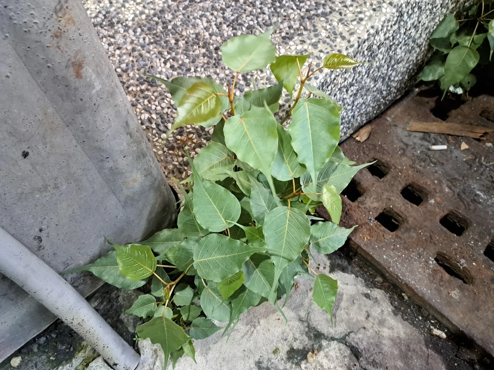 Bodhi Tree (Ficus Religiosa) — or contemplative landscapes; which feature an extended drip tip and are typically 4 to 6 inches long, image 71