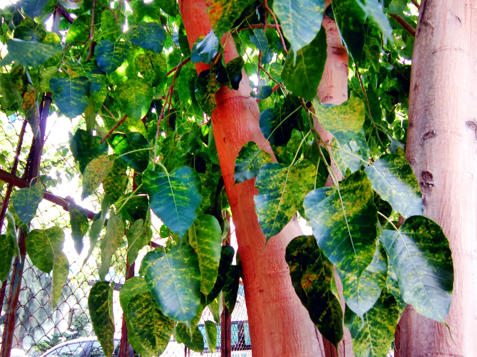Bodhi Tree (Ficus Religiosa) — When planning the placement of a Bodhi Tree