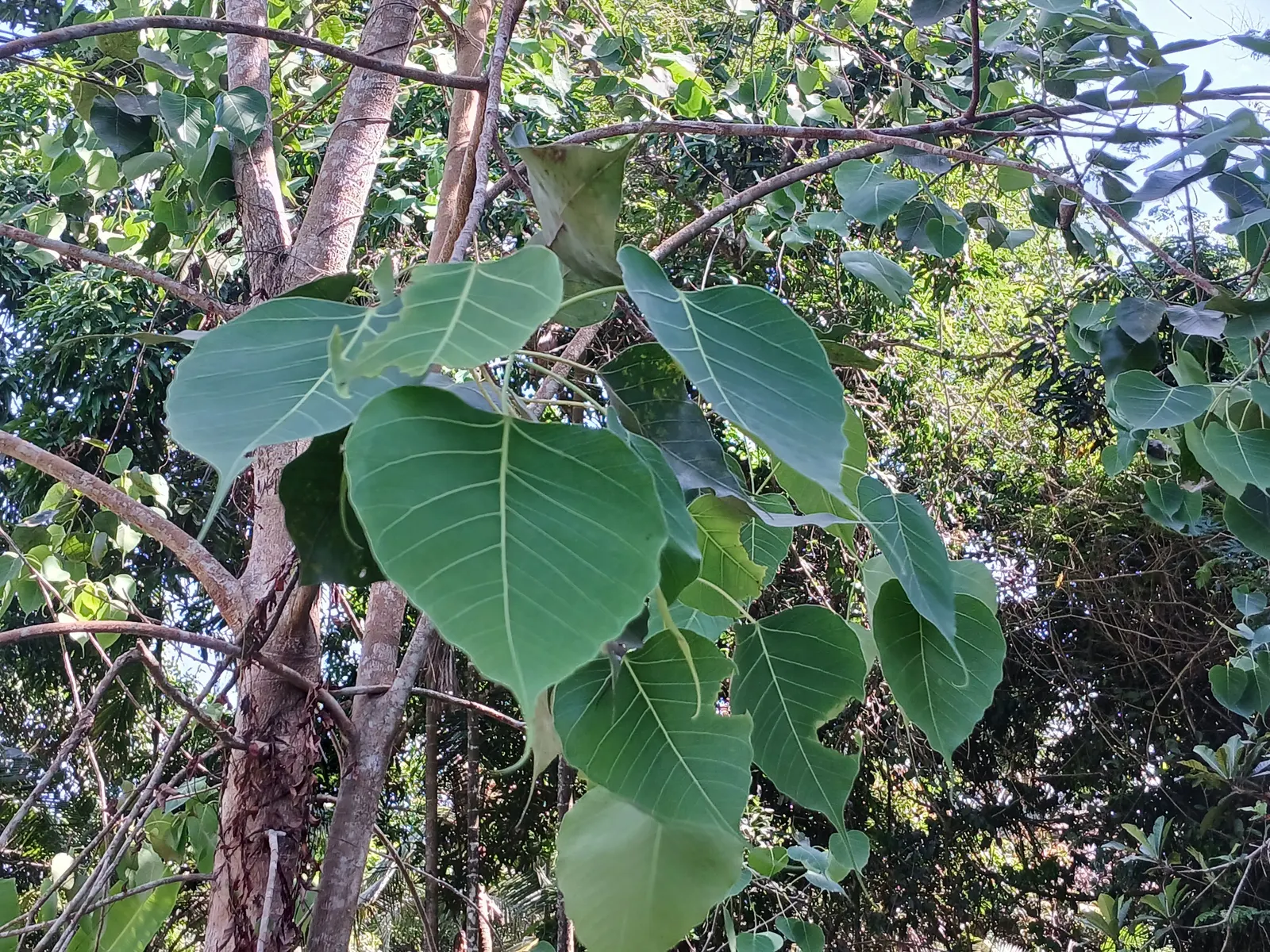 Bodhi Tree (Ficus Religiosa) — It requires well-draining soil and benefits from regular watering during dry periods; shaded area beneath.<br><br>Its smooth