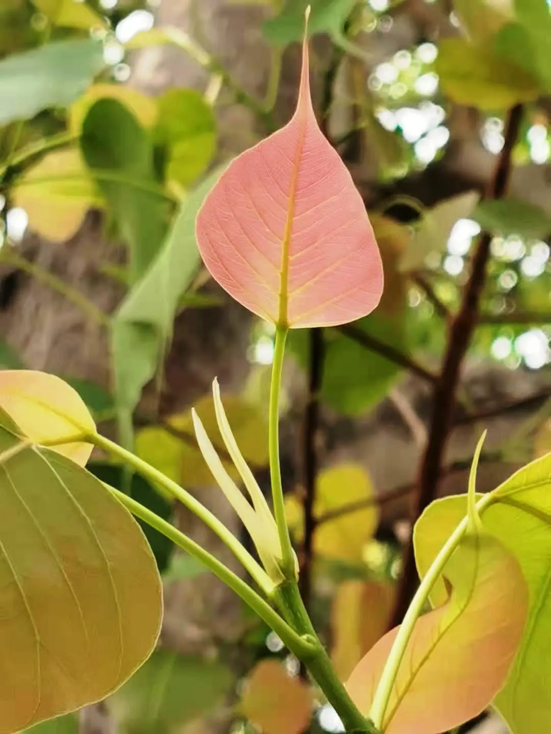Bodhi Tree (Ficus Religiosa) — Preferring USDA zones 10-12, it thrives in full sun to partial shade with moderate water; it requires well-draining, image 47
