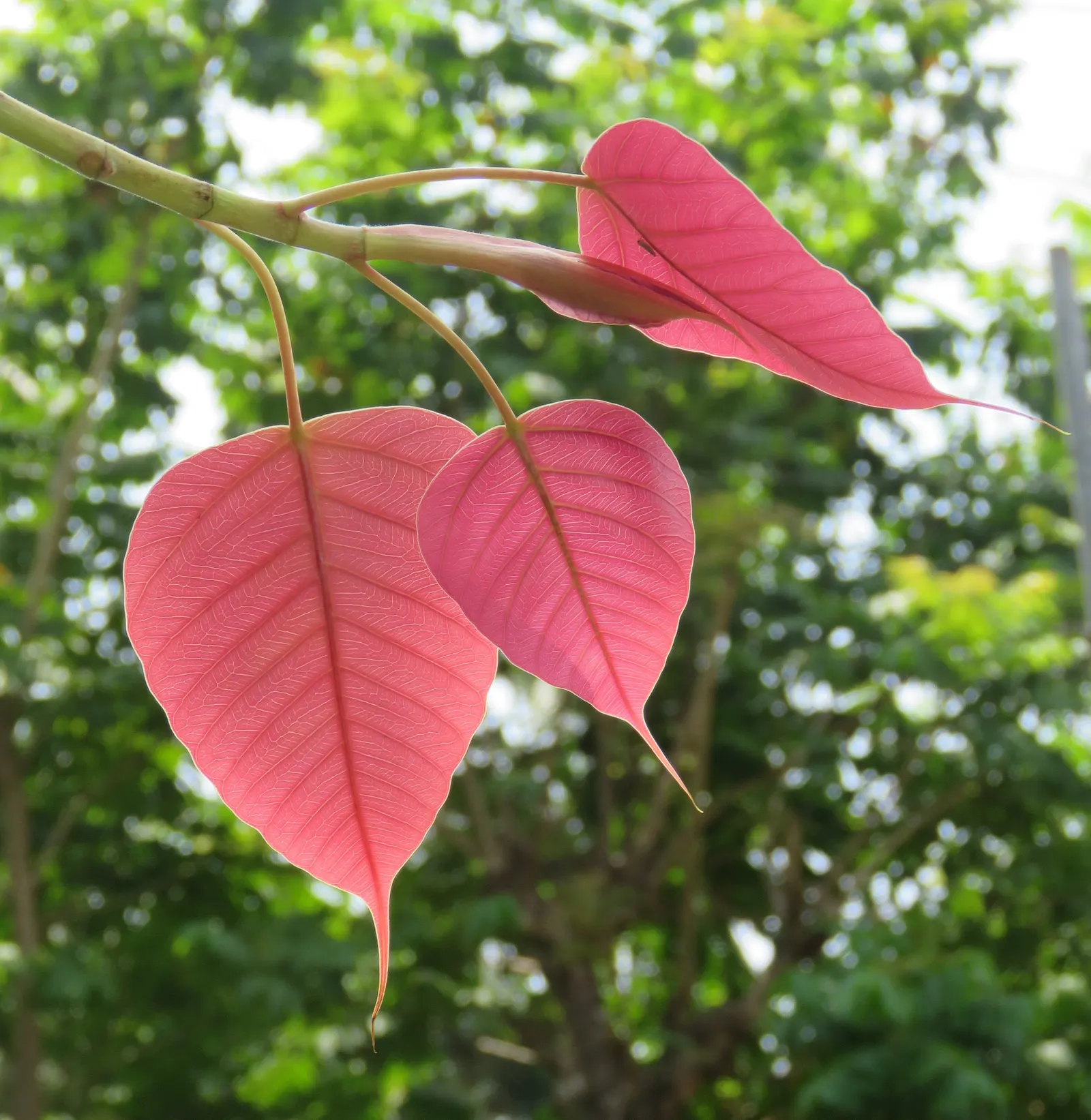 Bodhi Tree (Ficus Religiosa) — ensure ample space for its wide-reaching roots and expansive canopy; ranging from 50 to 100 feet in height with a, image 65