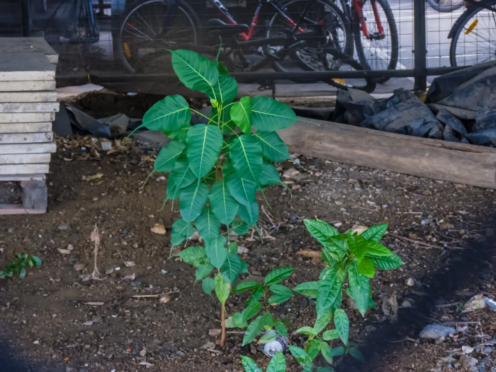 Bodhi Tree (Ficus Religiosa) — revered in various traditions as a symbol of enlightenment; its heart-shaped leaves with distinctive extended tips, image 95