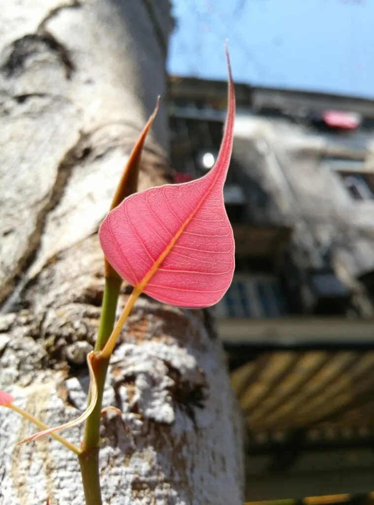 Bodhi Tree (Ficus Religiosa) — revered in various traditions as a symbol of enlightenment; its heart-shaped leaves with distinctive extended tips, image 73