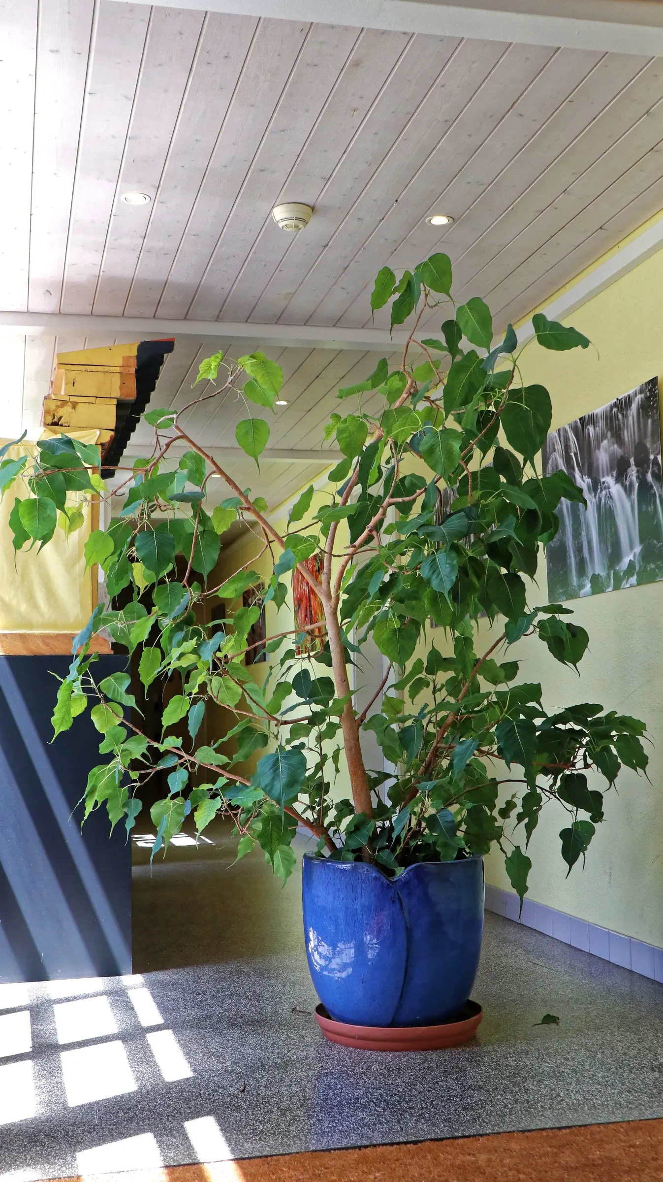 Bodhi Tree (Ficus Religiosa) — it symbolizes enlightenment and offers a tranquil focal point in spacious; preferring USDA zones 10-12, it thrives, image 70