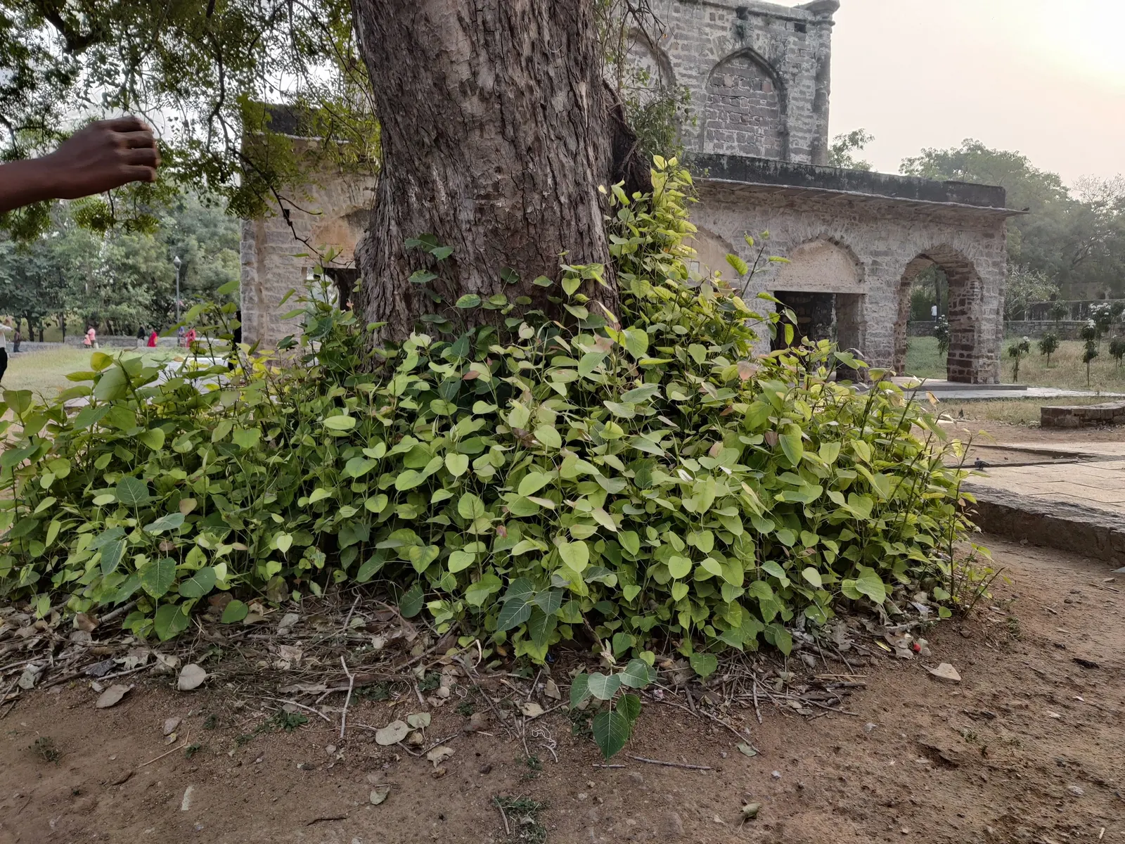 Bodhi Tree (Ficus Religiosa) — or contemplative landscapes; which feature an extended drip tip and are typically 4 to 6 inches long