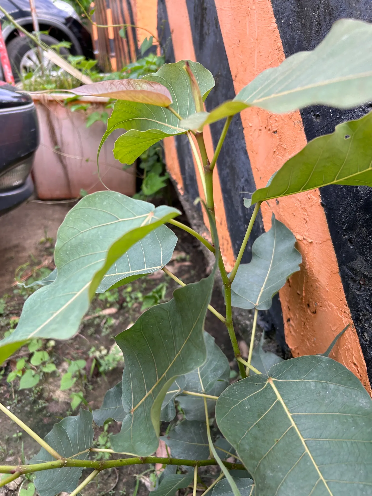 Bodhi Tree (Ficus Religiosa) — shaded area beneath.<br><br>Its smooth; tree for full or half, image 79