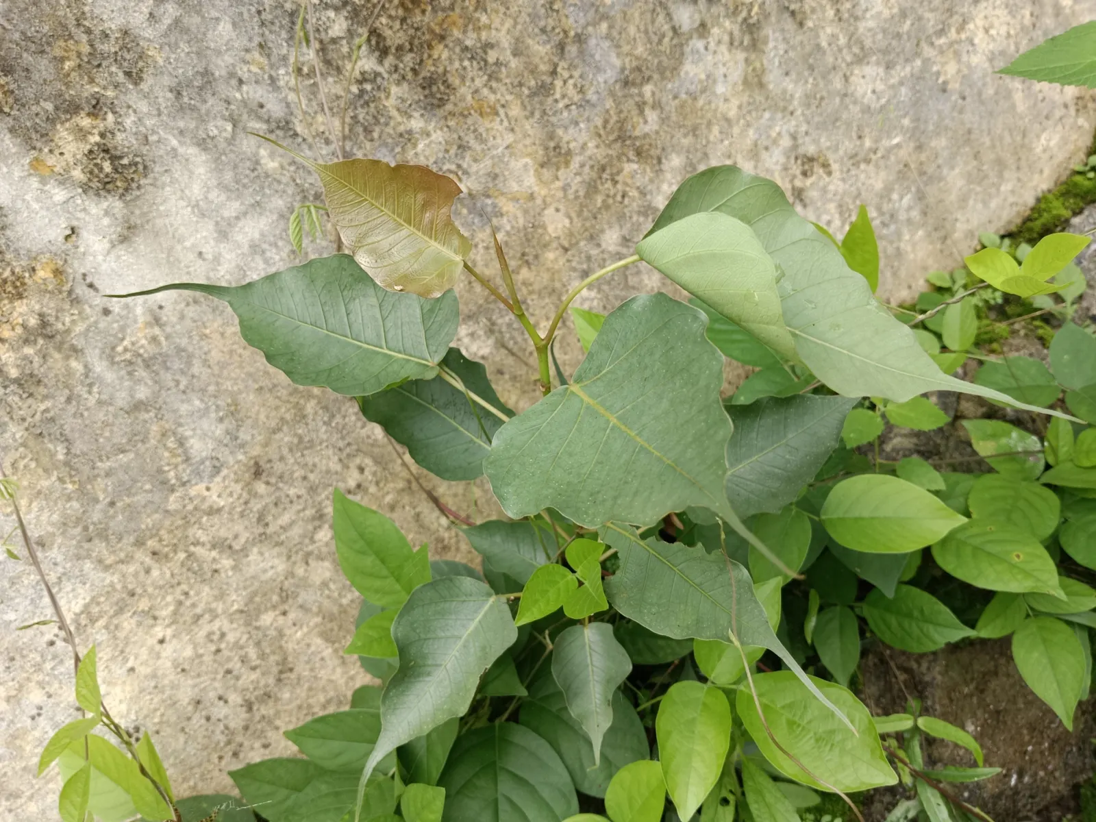 Bodhi Tree (Ficus Religiosa) — grey bark and angular branching structure provide an elegant visual interest year-round