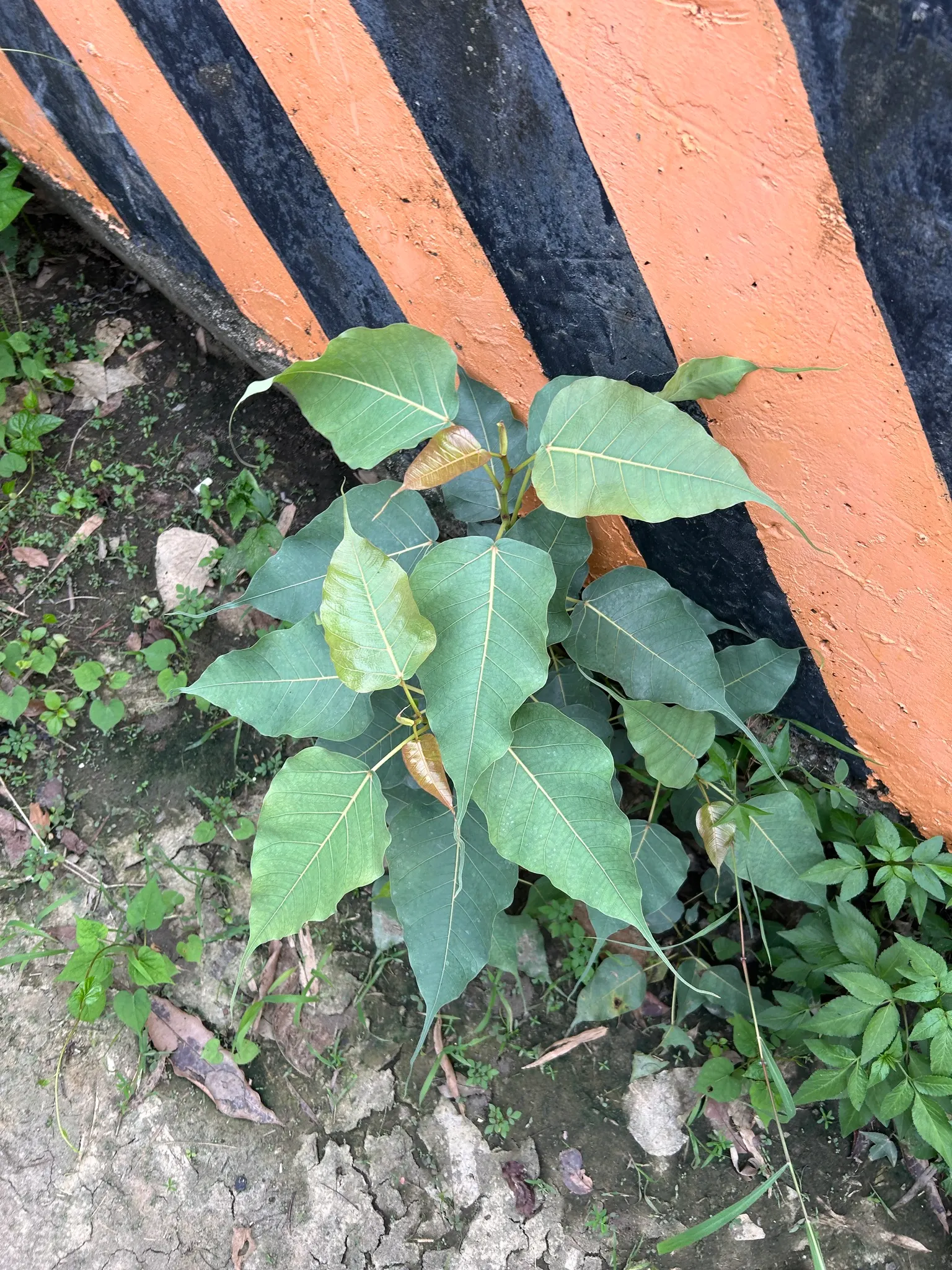 Bodhi Tree (Ficus Religiosa) — Its heart-shaped leaves with distinctive extended tips rustle in the wind; the tree can mature to a grand stature