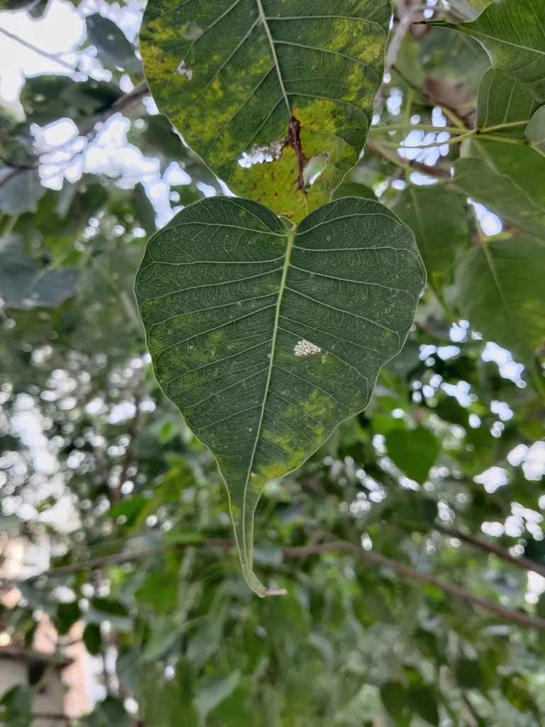 Bodhi Tree (Ficus Religiosa) — Its heart-shaped leaves with distinctive extended tips rustle in the wind; the tree can mature to a grand stature, image 68