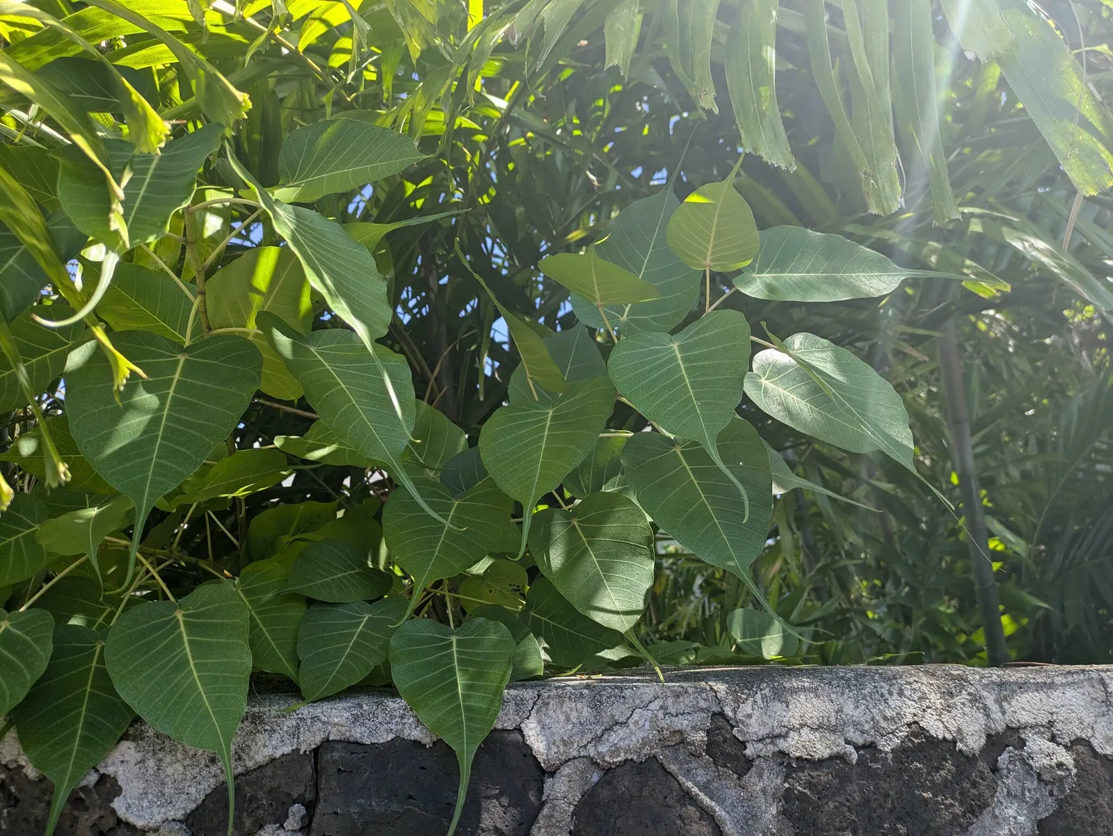 Bodhi Tree (Ficus Religiosa) — The tree can mature to a grand stature; native to the Indian subcontinent, image 99