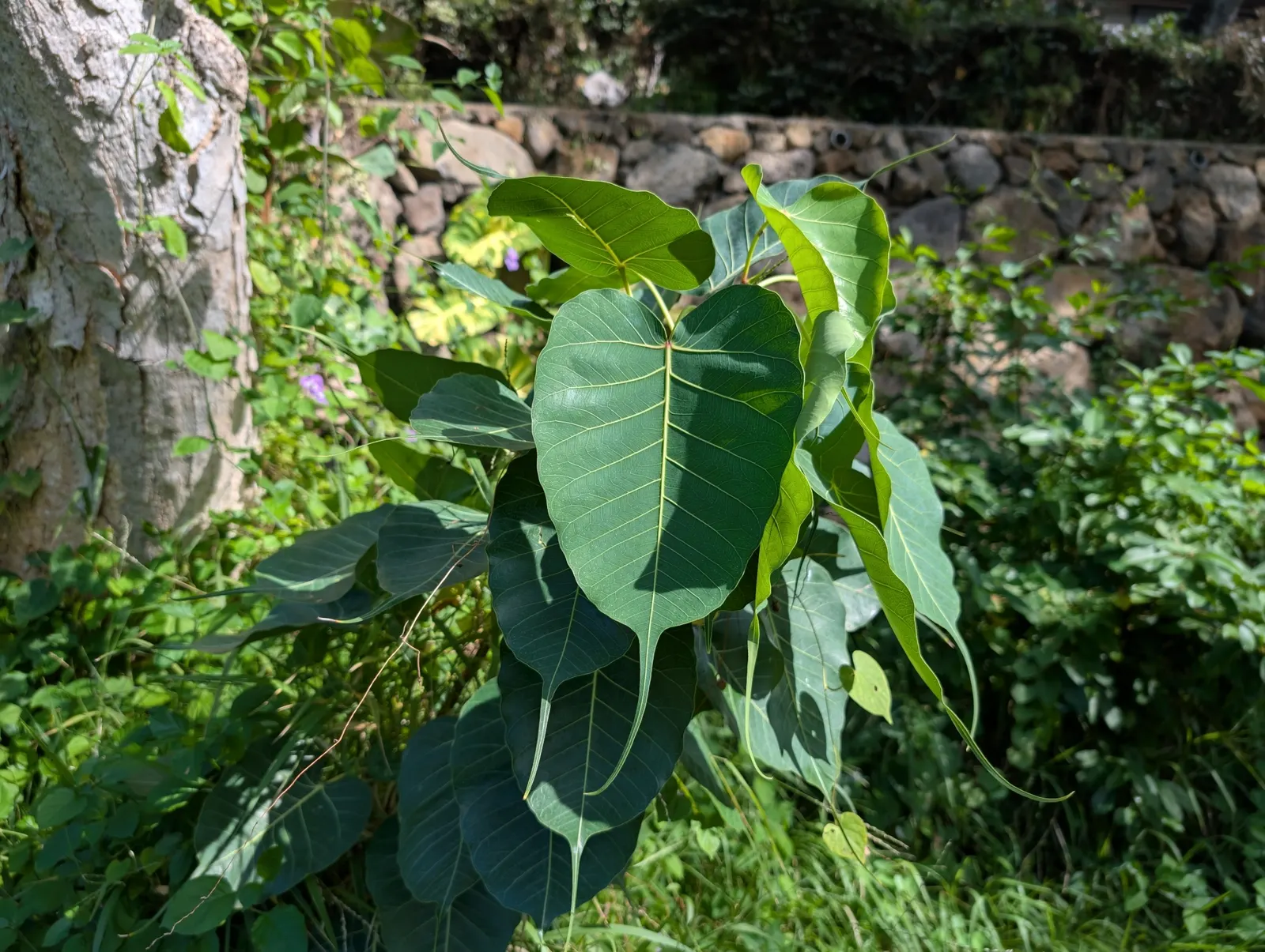 Bodhi Tree (Ficus Religiosa) — With a USDA hardiness zone classification of 10-12; ensure ample space for its wide-reaching roots and expansive, image 82